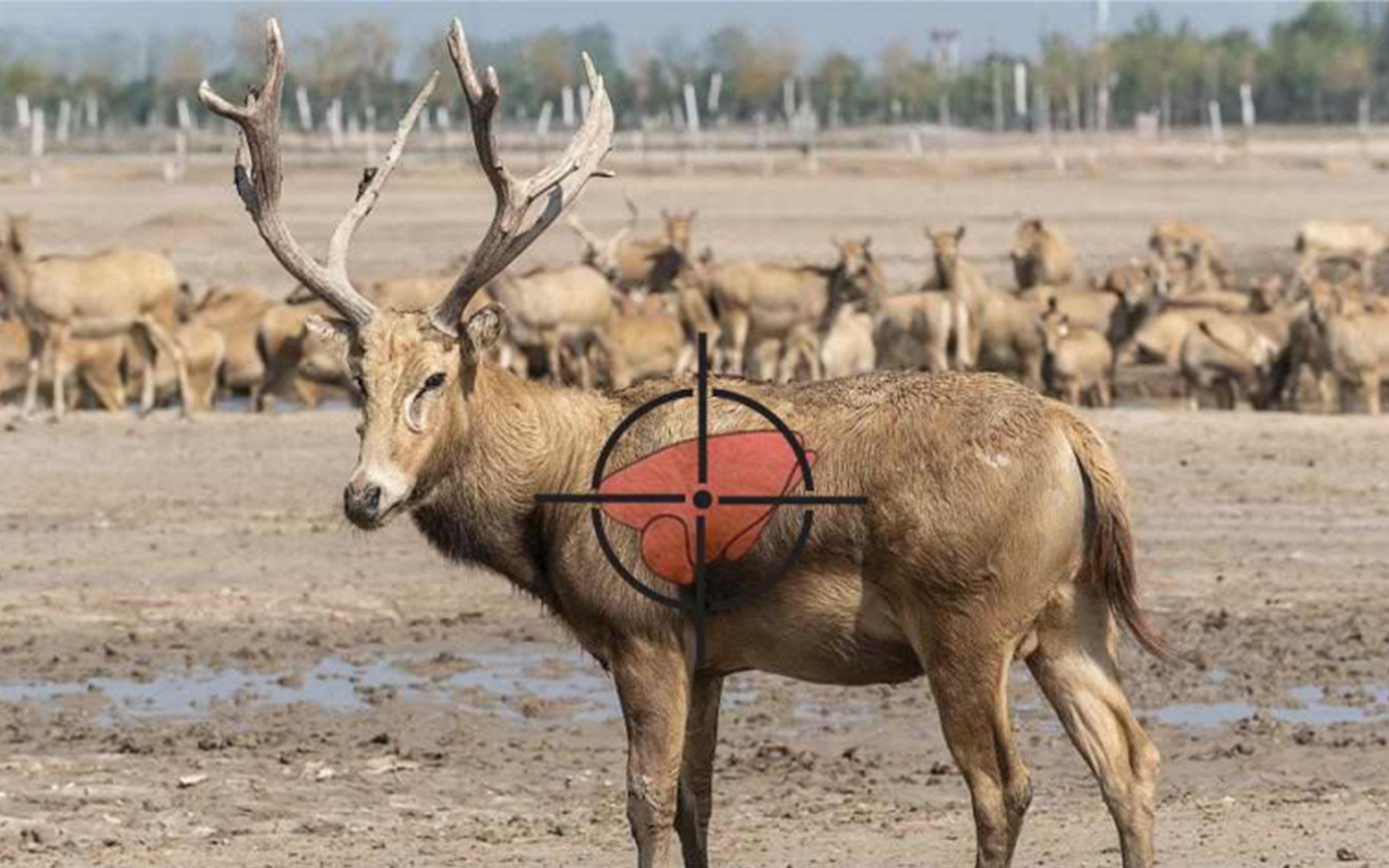 Beginner's Guide to Hunting